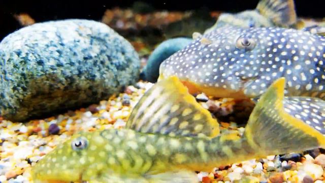 Spotted Orange Seam Pleco смотреть онлайн