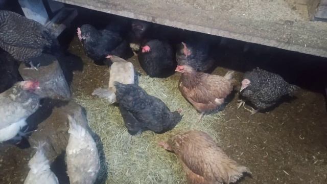 зеленое сено для кур зимой... витаминки!!! смотреть онлайн
