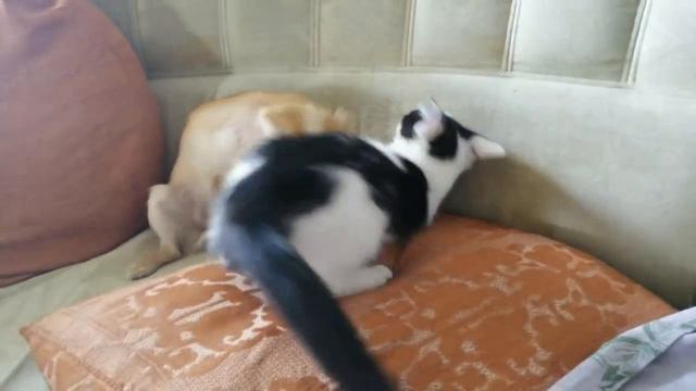 Смешные видео про животных. Чихуахуа и кошка. Кошка против собаки. великий воин кунг-фу. смотреть онлайн