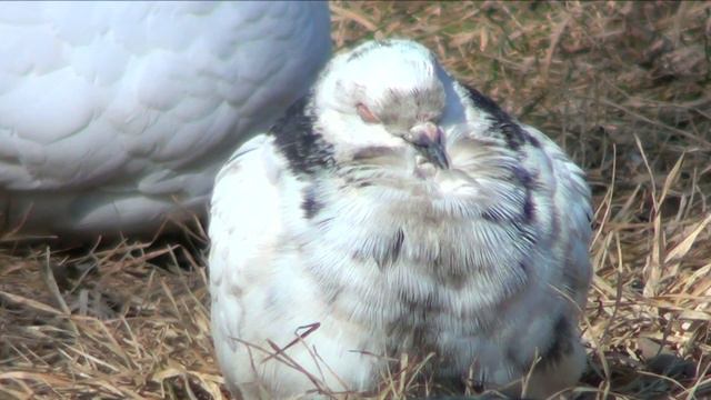 Голубиная радуга смотреть онлайн