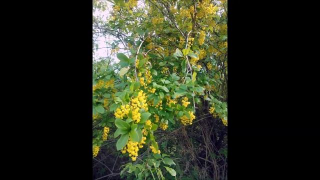 Спокойная и приятная музыка  Relax