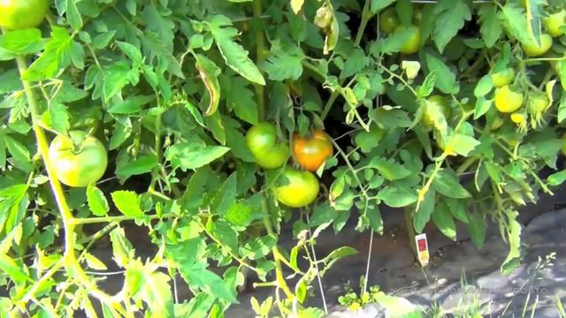 Мои помидоры в открытом грунте смотреть онлайн