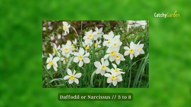 7 Best Deer Resistant Flowers and Plants to Grow at Any Garden 🌸🌹🌺 // Gardening Tips смотреть онлайн