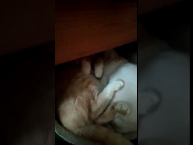 #вадик #вмиреживотных #shortsclip #shortsvideo #кот #котики @dance_sfinks_official #sfinks