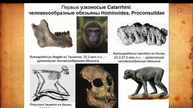 Дробышевский смотреть онлайн