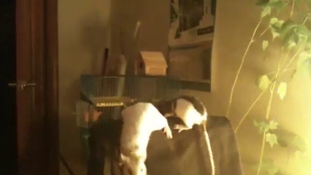 Крысы смотреть онлайн