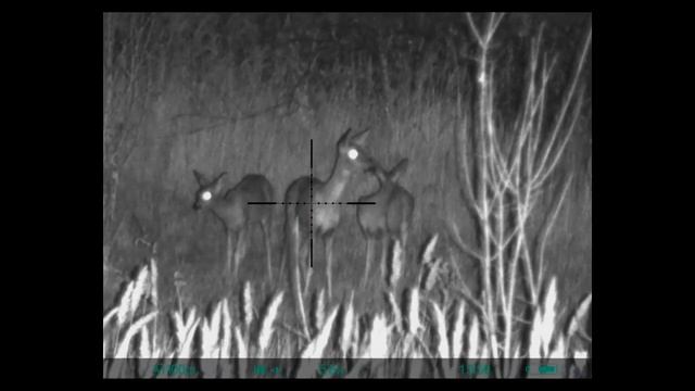 Цифровой прицел YUKON SIGHTLINE N445. Косули ночью.