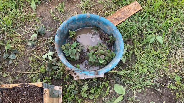 794❤️Юг. Две проблемы: вдруг не взойдёт и куда сажать 😂 смотреть онлайн