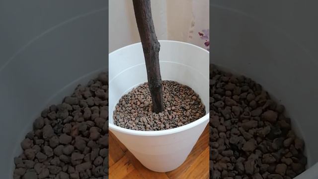искусственное дерево Фикус Бенджамина 150 см смотреть онлайн