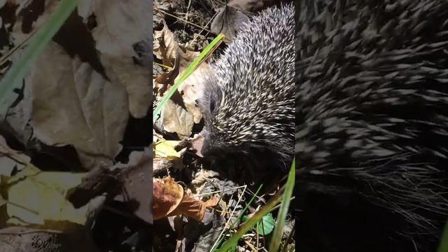 Лесной ёж кушает печеньку смотреть онлайн