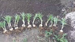 Посадка/пересадка лилий весной.