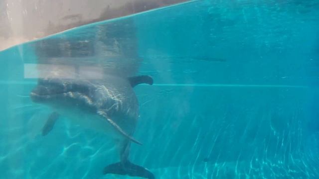 Забавный Дельфин общается как человек (Канада, Ниагара) ! смотреть онлайн