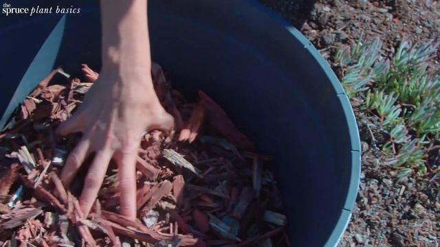 How to Grow and Care for Ice Plants смотреть онлайн