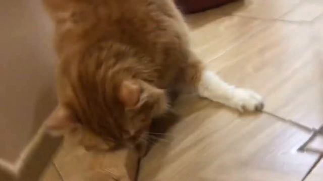 Когтеточка для кошек своими руками / как сделать когтеточку / #shorts смотреть онлайн