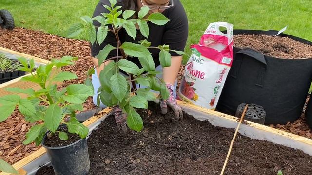 Dahlia Planting Time 😆😆