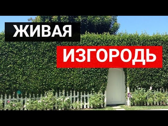 Живая изгородь_ зеленые заборы в ландшафтном дизайне смотреть онлайн