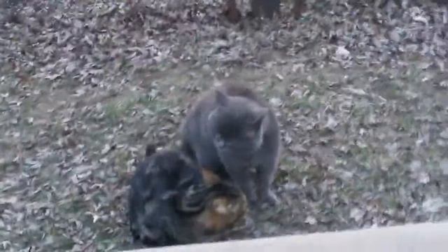 Мужской разговор двух котов смотреть онлайн