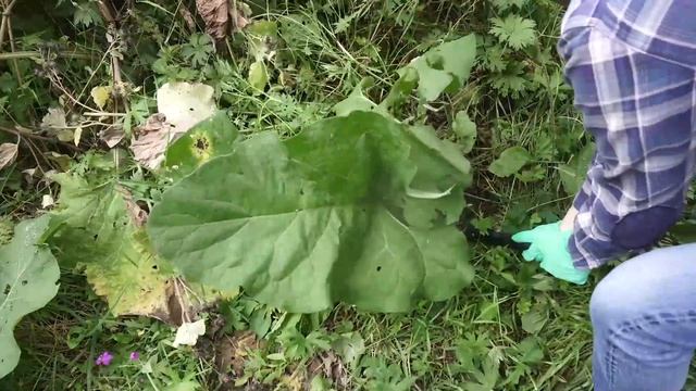 Корень лопуха — самый японский овощ! Способ сбора и приготовления. смотреть онлайн