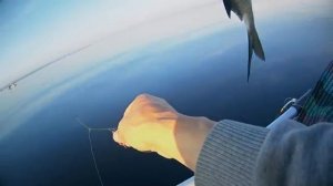 Ловля леща на кольцо. Рыбалка с лодки на Волге