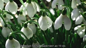 Как выглядят подснежники — какого цвета бывают