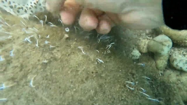 Sea treasure. Подводный коп. Metal detector subacqueo. смотреть онлайн