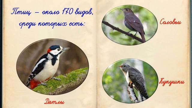 Разнообразие природы смотреть онлайн