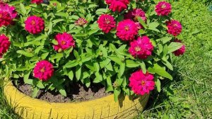 Цинния Вишнёвый пирог,  серия Барышня Барышня - крестьянка. #цинии #цветы #цветынадаче