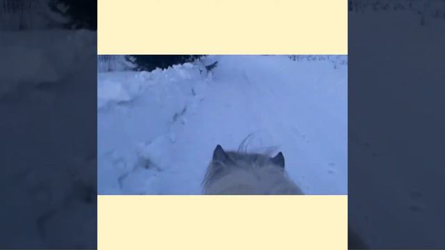 Первый влог. КонюшнЯ. Малыш мой пони. #ВЛОГ смотреть онлайн