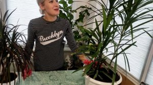 Драцена. Пересадка драцены. Деление куста