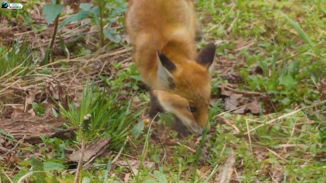 Baby Animals 4K - Cute Little Wild Animals With Relaxing Music, Soothing Music смотреть онлайн