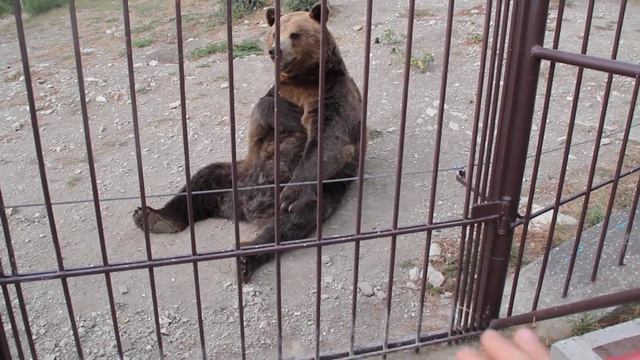 медведь приколист смотреть онлайн