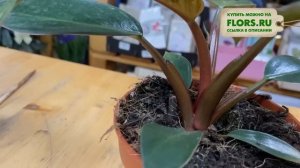 Филодендрон Биркин Пинк - НОВИНКА линейки Биркин | Красивое комнатное растение | Обзор сорта