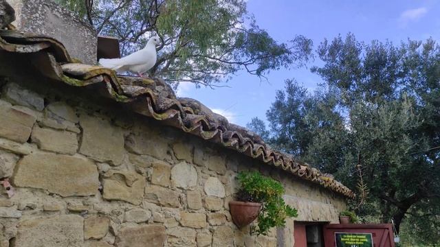 SILENZIO... PARLA IL CREATORE! ?️?#tempiowarpedo #temple #peace #naturalista смотреть онлайн