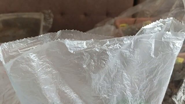 Черенки клематиса на конец октября