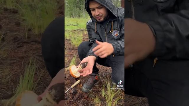 Amanita muscaria смотреть онлайн