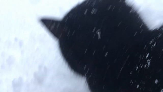 Happy Cat Purrs In The Snow Cat Video #10 /  Черный кот мурчит в снегу #catvideo