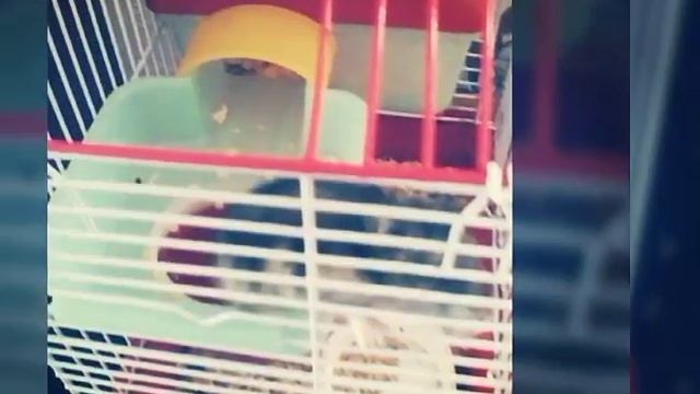 Фото моего хом'ячка смотреть онлайн