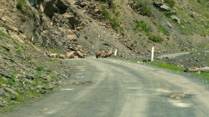 Кавказ. Тохота. Тлярата.