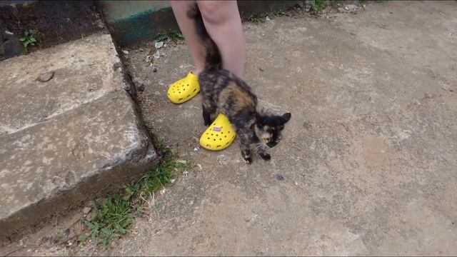 Шри-Ланка 2022. День 9. Нувара-Элия смотреть онлайн