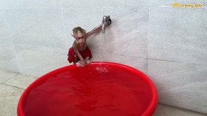 Best funny! Monkey BiBi enlisted when his father was tired and hide to swim!