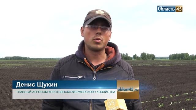 Зауральские овощеводы назвали самый лучший сорт картофеля смотреть онлайн