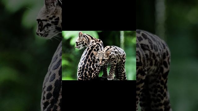 кошка Маргай смотреть онлайн