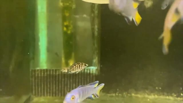 Sims Tropical Fish - Pseudotropheus Elongatus Mpanga смотреть онлайн