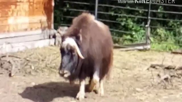 Большереченский зоопарк смотреть онлайн