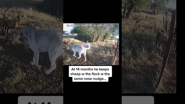 A nose nudge from a livestock guardian dog can save a life and keep a goat / sheep safe смотреть онлайн