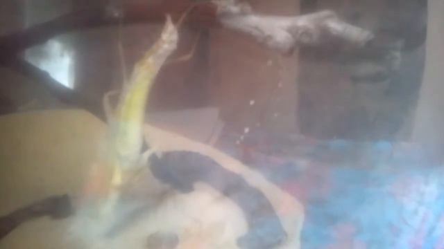 Богомол снял шкуру смотреть онлайн