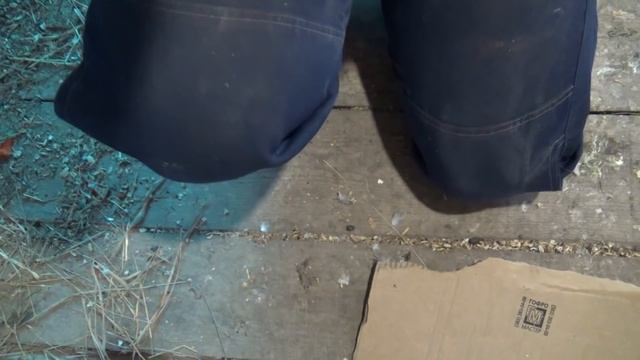 Экстренная помощь попугаю, застряло яйцо как помочь. смотреть онлайн