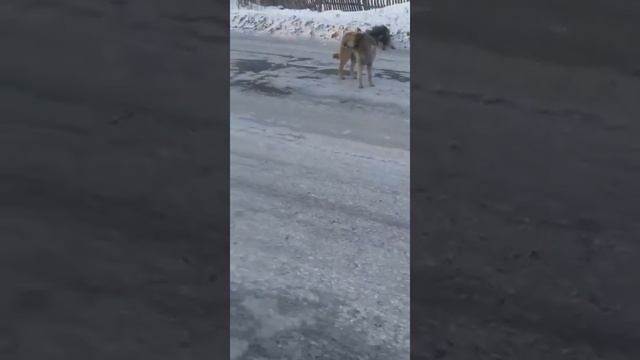когда в Нижнеудинске будет решатся проблема бродячих собак?Видео и фото есть с разных р он города смотреть онлайн