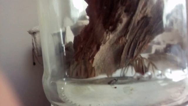 Loxosceles laeta, araña se rincon macho смотреть онлайн