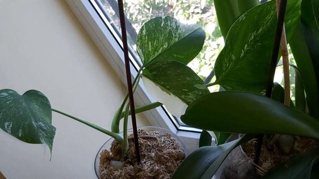 Шикарные Сортовые ОРХИДЕИ с названиями цветут август 2020г. ЛЮБУЕМСЯ смотреть онлайн